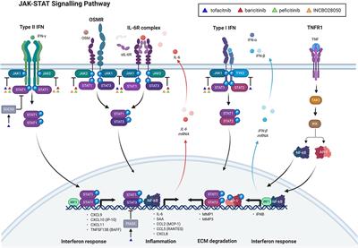 Hi-JAKi-ng Synovial Fibroblasts in Inflammatory Arthritis With JAK Inhibitors